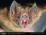 vampire-bat.jpg vampire-bat.jpg