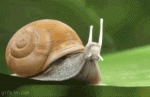 caracol.gif