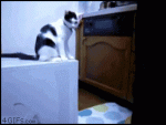gato troleando.gif