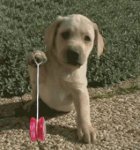 perro gif.jpg perro gif.jpg