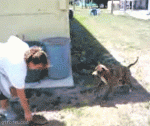 salto-mortal-hacia-atras.gif