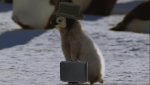 gif pingüino.jpg