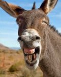 burro-riendo.jpg