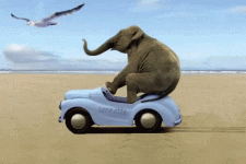 IMG_4047.gif
