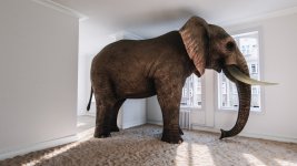 1-elefante-en-habitacion.jpg_106193740.jpg