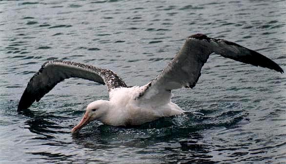 AlbatrosErrante3_Camarones_1998.jpg