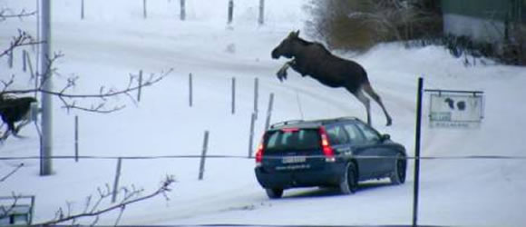 volvo-moose.jpg