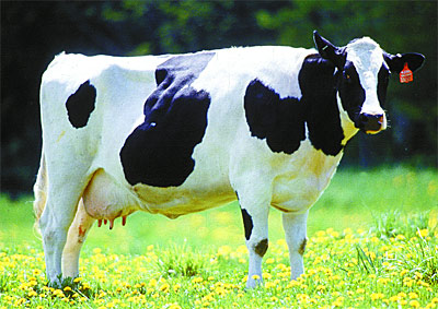 vaca.jpg